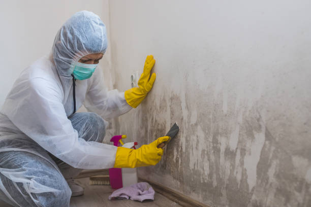 Best Asbestos and Lead Testing During Mold Inspection  in Fanning Springs, FL